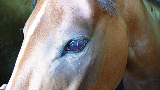 The Arundel Equine Hospital, West Sussex